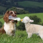 Кокер-спаниель кормит ягнят молоком из бутылочки Кокер-спаниель кормит ягнят молоком из бутылочки