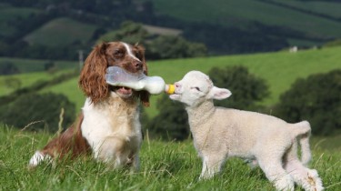 Кокер-спаниель кормит ягнят молоком из бутылочки