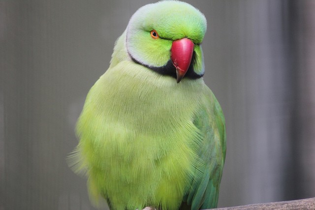 Реферат: Индийский кольчатый попугай