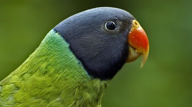 Кольчатый попугай Финша (Psittacula finschii)