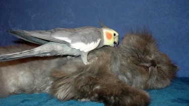 Корелла и другие животные в доме