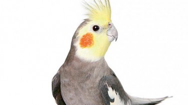 Кормление попугаев корелла (нимф)