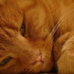 Кормление стареющих кошек Кормление стареющих кошек