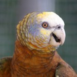Королевский амазон (Amazona guildingii) Королевский амазон (Amazona guildingii)
