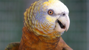 Королевский амазон (Amazona guildingii)