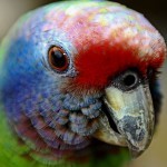 Краснохвостый амазон (Amazona brasiliensis) Краснохвостый амазон (Amazona brasiliensis)