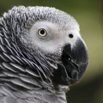 Краснохвостый жако (Psittacus erithacus erithacus) Краснохвостый жако (Psittacus erithacus erithacus)