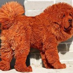 Самая дорогая собака в мире продана за $1,5 миллиона Самая дорогая собака в мире продана за $1,5 миллиона