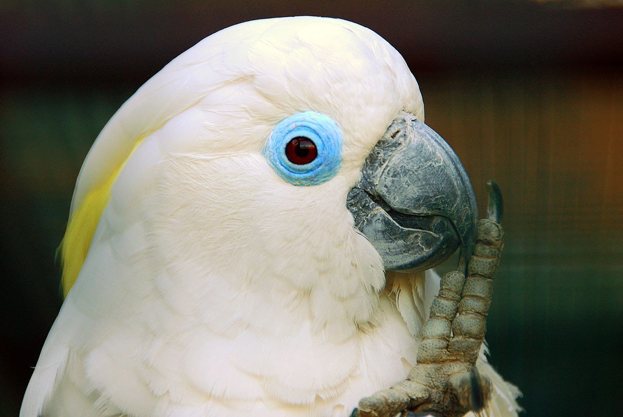 Очковый какаду (Cacatua ophthalmica, Plyctolophus ophthalmicus) | Какаду |  PTICHKA.NET - Домашние питомцы