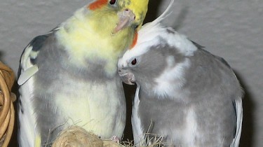 Окрасы корелл