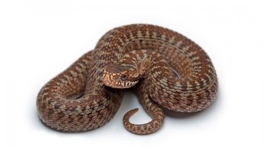 Описание и классификация змей