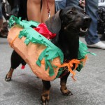 В Польше прошел традиционный парад такс В Польше прошел традиционный парад такс