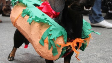 В Польше прошел традиционный парад такс