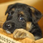 Щенки по почте Щенки по почте