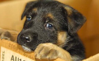 Щенки по почте