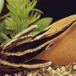 Платидор, колючий платидор, полосатый платидорас (Platydoras costatus) Платидор, колючий платидор, полосатый платидорас (Platydoras costatus)