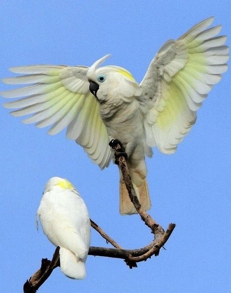 Cacatua ophthalmica