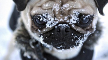 Почему у собак зимой не мерзнут лапы?