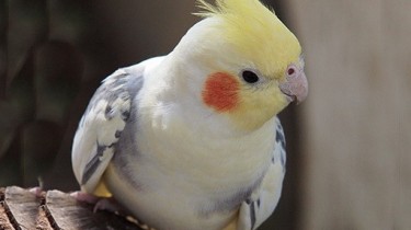 Как определить пол кореллы