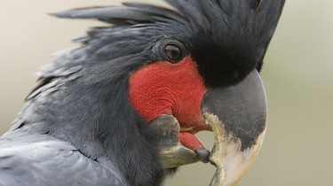 Черный какаду (Probosciger aterrimus)