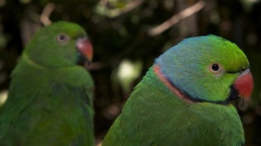 Маврикийский кольчатый попугай, или маврикийский ожереловый попугай (Psittacula echo)