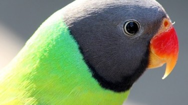 Гималайский кольчатый попугай (Psittacula himalayana)