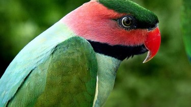 Нитехвостый кольчатый попугай (Psittacula longicauda)