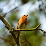 Интересные факты о пении птиц Интересные факты о пении птиц
