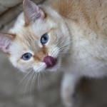 Рацион кормления беременной кошки Рацион кормления беременной кошки