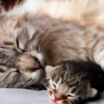 Рацион кормящей кошки Рацион кормящей кошки