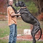 Немецкий дог по кличке Зевс - самая высокая собака в мире Немецкий дог по кличке Зевс - самая высокая собака в мире