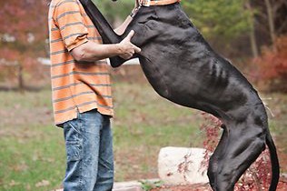 Немецкий дог по кличке Зевс - самая высокая собака в мире