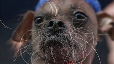 Названа самая уродливая собака 2012