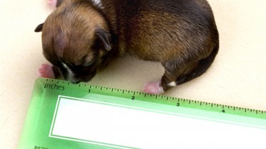 Самый маленький щенок в мире