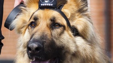 Cam9 или собачья работа!