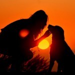 Собаки действительно понимают людей Собаки действительно понимают людей