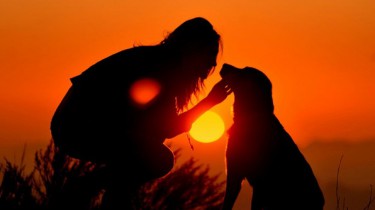 Собаки действительно понимают людей