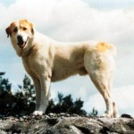 Собака спасла хозяина ценой своей жизни! Собака спасла хозяина ценой своей жизни!