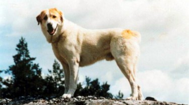 Собака спасла хозяина ценой своей жизни!