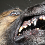 Собаки с железными зубами Собаки с железными зубами