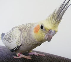 Содержание кореллы