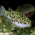 Тетраодон зеленый (Tetraodon fluviatilis) или зеленый иглобрюх Тетраодон зеленый (Tetraodon fluviatilis) или зеленый иглобрюх