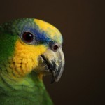 Венесуэльский амазон (Amazona amazonica) Венесуэльский амазон (Amazona amazonica)