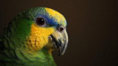 Венесуэльский амазон (Amazona amazonica)