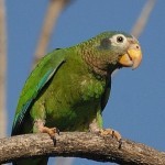 Ямайский желтоклювый амазон (Amazona collaria) Ямайский желтоклювый амазон (Amazona collaria)