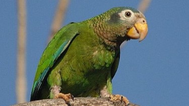 Ямайский желтоклювый амазон (Amazona collaria)