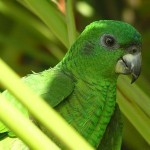 Ямайский черноклювый амазон (Amazona agilis) Ямайский черноклювый амазон (Amazona agilis)