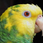 Желтоголовый амазон (Amazona oratrix) Желтоголовый амазон (Amazona oratrix)