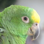Желтолобый амазон, или суринамский амазон (Amazona ochrocephala) Желтолобый амазон, или суринамский амазон (Amazona ochrocephala)