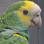 Желтоплечий амазон (Amazona barbadensis) Желтоплечий амазон (Amazona barbadensis)